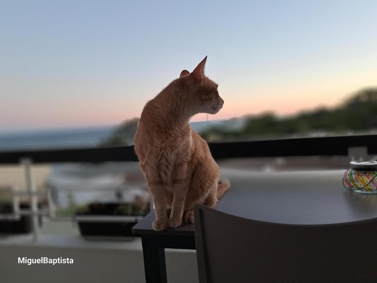 Apartamentos Do Parque アルブフェイラ エクステリア 写真